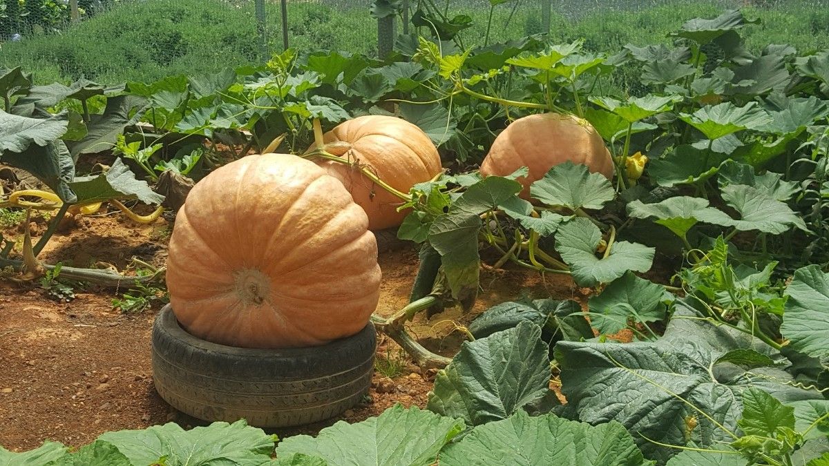 trồng bí đỏ