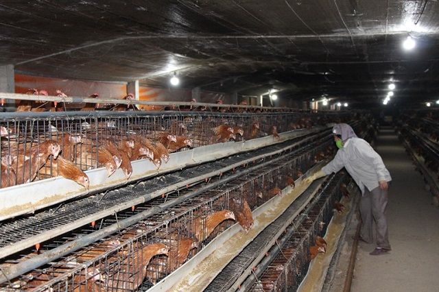 công nghiệp hóa nông nghiệp
