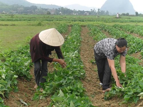 cách trồng khoai lang