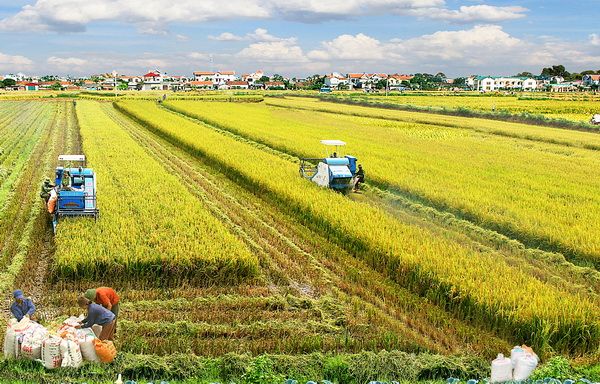 công nghiệp hóa nông nghiệp