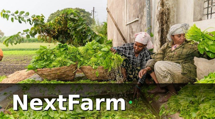 NextFarm — Tại sao AI phát hiện sâu bệnh đang trở thành “bắt buộc”?