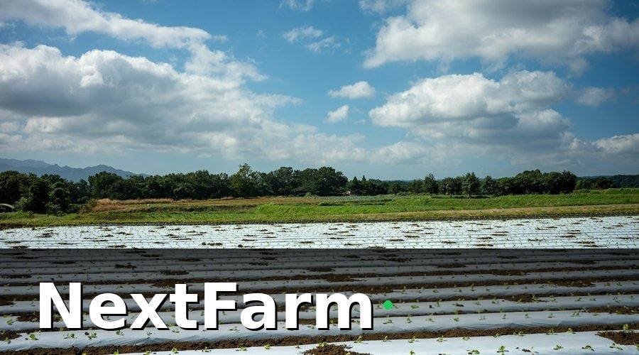 NextFarm — Tại sao drone cần AI phát hiện sâu bệnh?