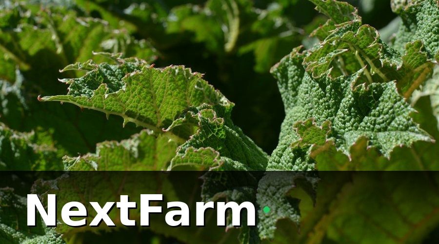 NextFarm — Tại sao cần AI phát hiện sâu bệnh trong mô hình IoT