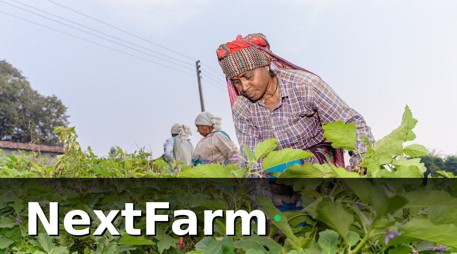 NextFarm — Hướng dẫn setup từng bước