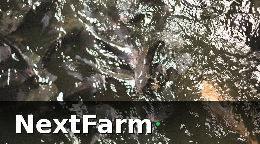 NextFarm — Hướng Dẫn Setup AI Phát Hiện Bệnh Tôm — 6 Bước Chi Tiết
