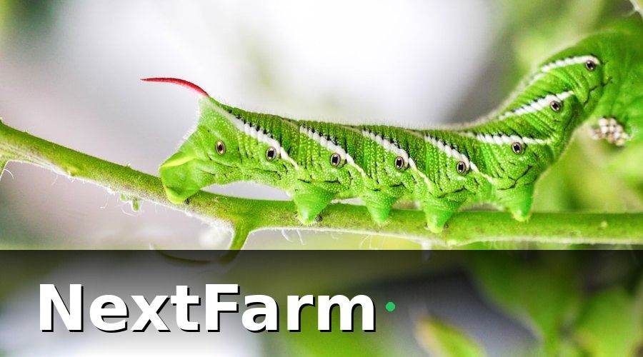 NextFarm — Tại sao rau thủy canh đặc biệt cần AI giám sát sâu bệnh?