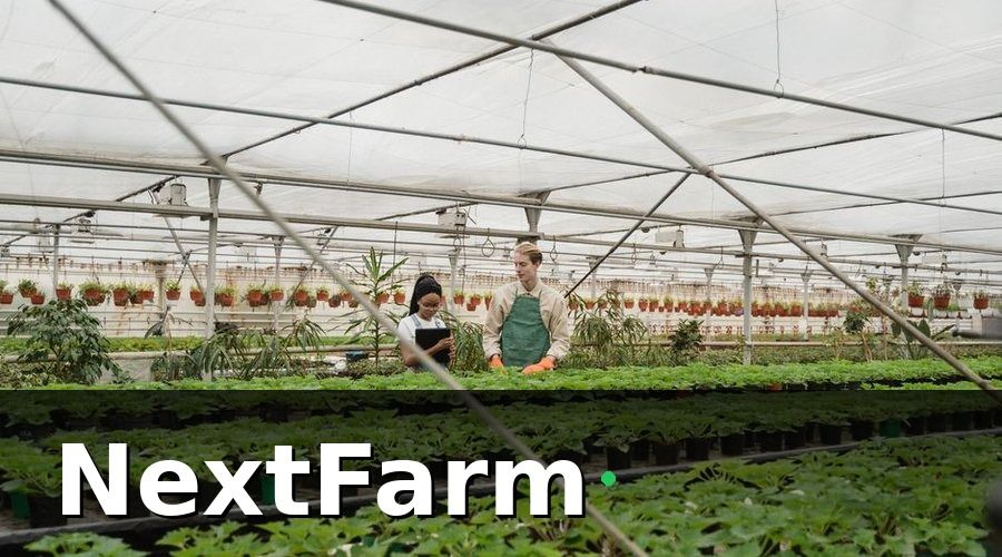 NextFarm — Hệ thống AI phát hiện sâu bệnh hoạt động như thế nào?