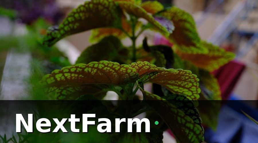 NextFarm — Tại sao thủy canh đặc biệt cần AI phát hiện sớm?