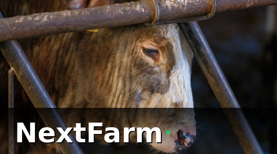 NextFarm — Tại Sao Trang Trại Bò Sữa Cần AI Phát Hiện Bệnh Sớm?