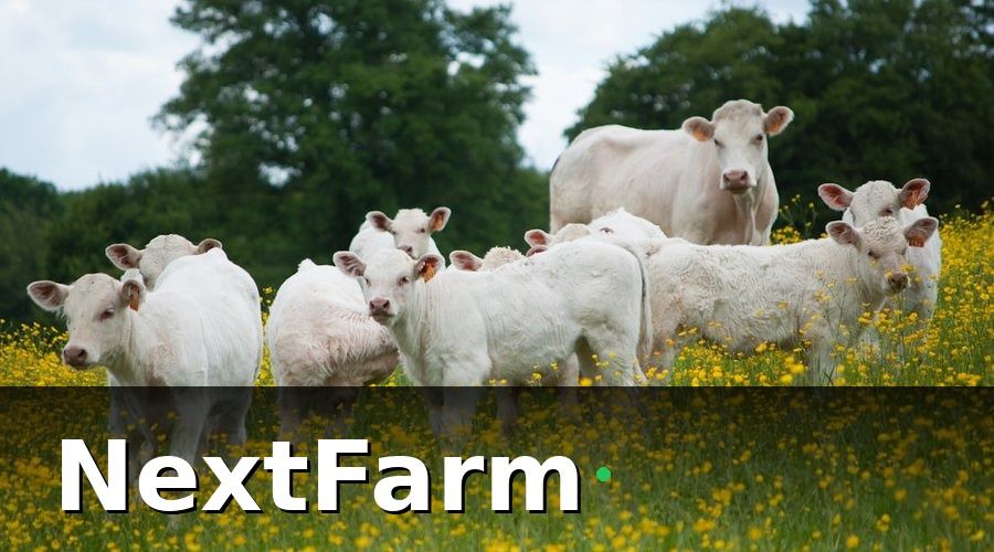 NextFarm — Tại sao trang trại bò thịt cần AI phát hiện bệnh sớm?