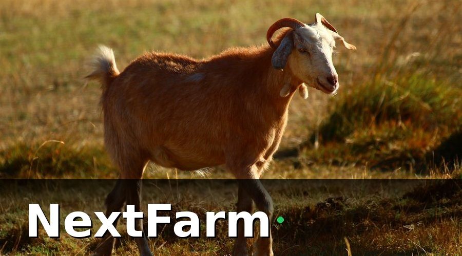NextFarm — Tại sao trang trại dê cừu cần AI phát hiện bệnh?