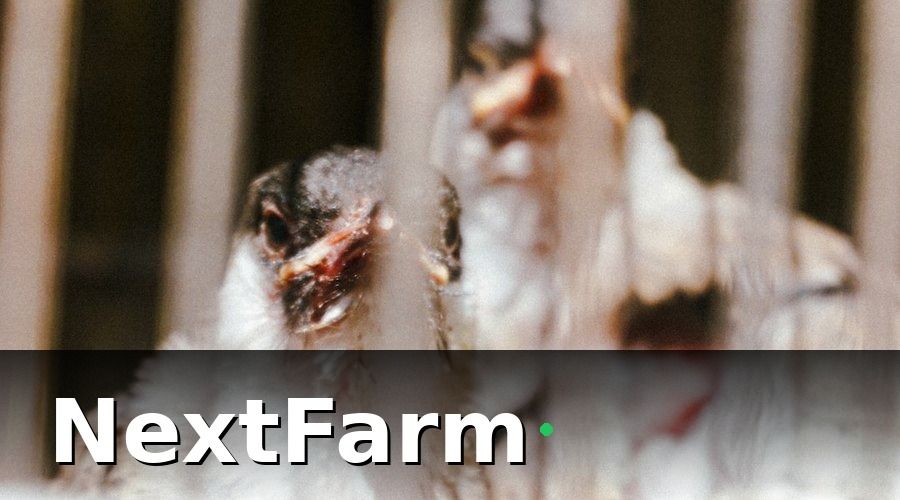 NextFarm — Tại Sao Trang Trại Nuôi Gà Cần AI Phát Hiện Bệnh?