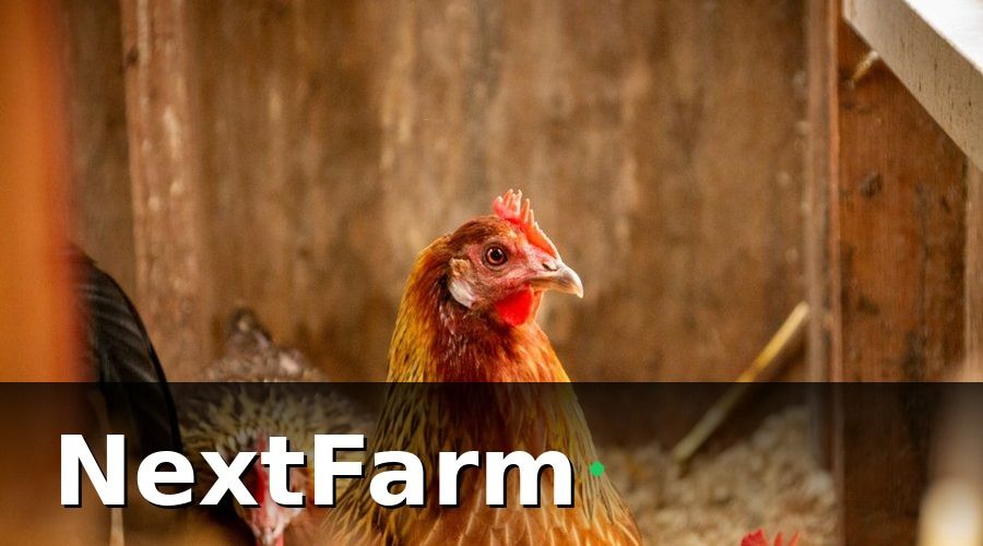 NextFarm — AI Phát Hiện Bệnh Gà Hoạt Động Như Thế Nào?