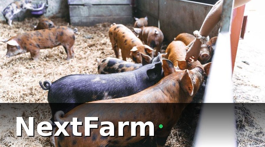 NextFarm — Tại sao trang trại heo cần AI phát hiện bệnh?