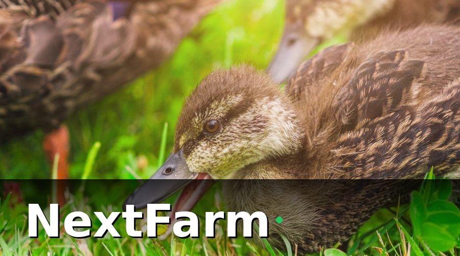 NextFarm — Tại Sao Trang Trại Vịt Ngan Cần AI Phát Hiện Bệnh Sớm?