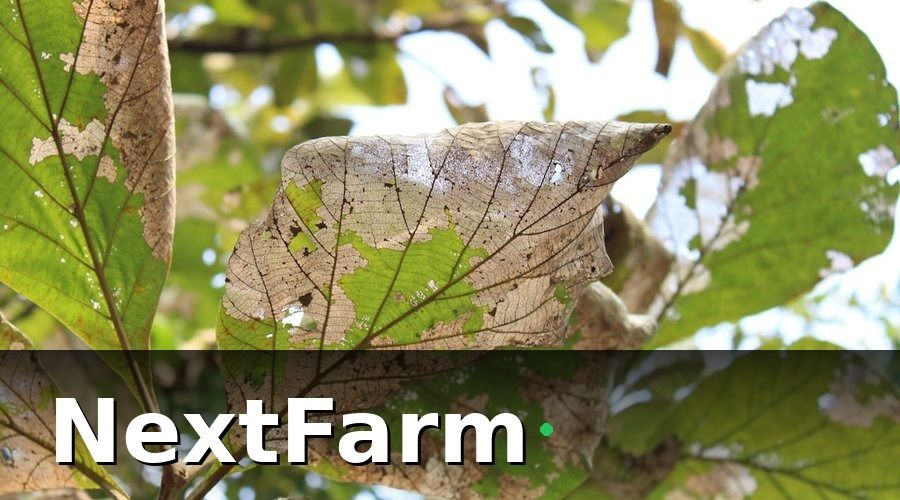 NextFarm — Tại sao nông trại VietGAP cần AI phát hiện sâu bệnh?