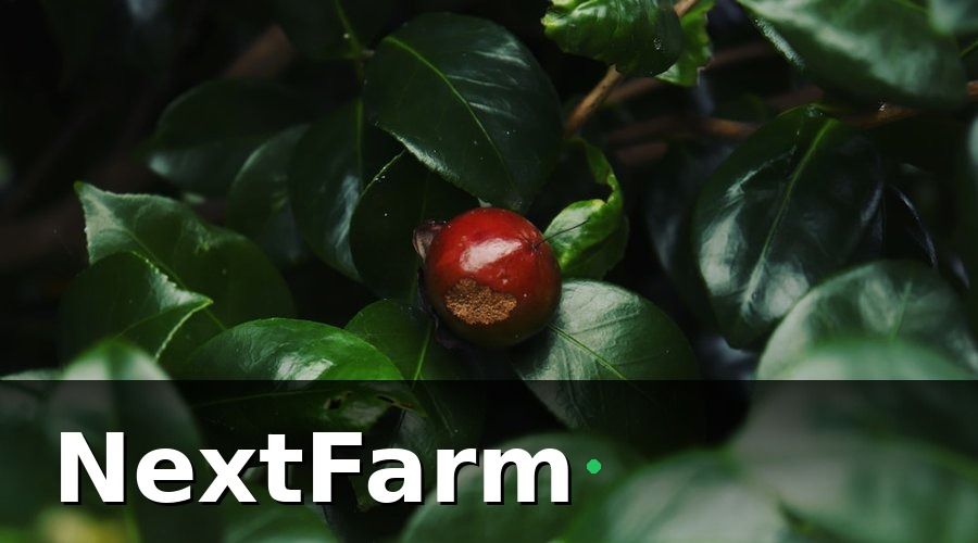NextFarm — AI Phát Hiện Sâu Bệnh Hoạt Động Như Thế Nào Trên Vườn Cà Phê?
