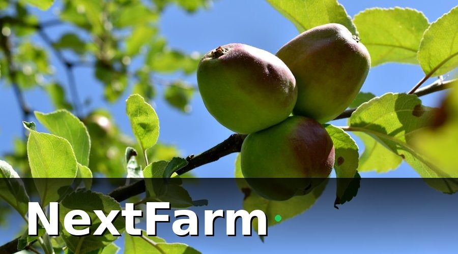 NextFarm — AI Phát Hiện Sâu Bệnh Là Gì và Hoạt Động Ra Sao?