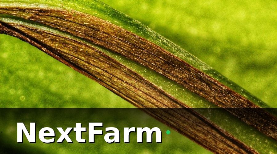 NextFarm — AI Phát Hiện Sâu Bệnh Vườn Tiêu Là Gì?