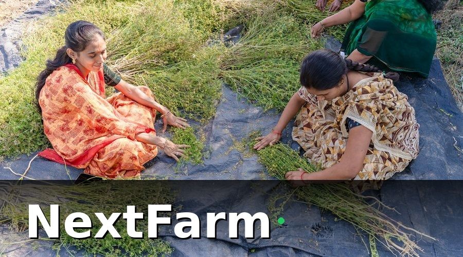 NextFarm — Tại sao cần báo cáo hiệu quả trang trại?