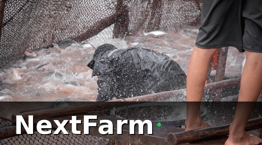 NextFarm — Mẫu báo cáo hiệu quả ao nuôi cá nước ngọt
