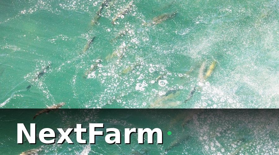 NextFarm — Các chỉ số cốt lõi trong báo cáo hiệu quả ao nuôi tôm