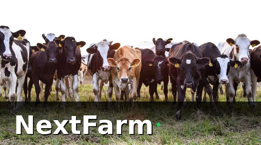 NextFarm — Mẫu báo cáo hiệu quả trang trại bò sữa hàng tháng