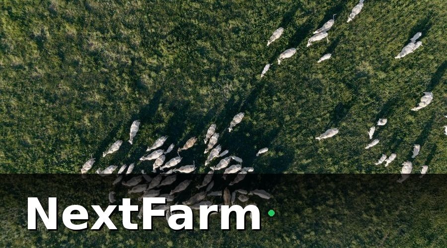 NextFarm — Tại sao báo cáo hiệu quả trang trại bò thịt quan trọng?
