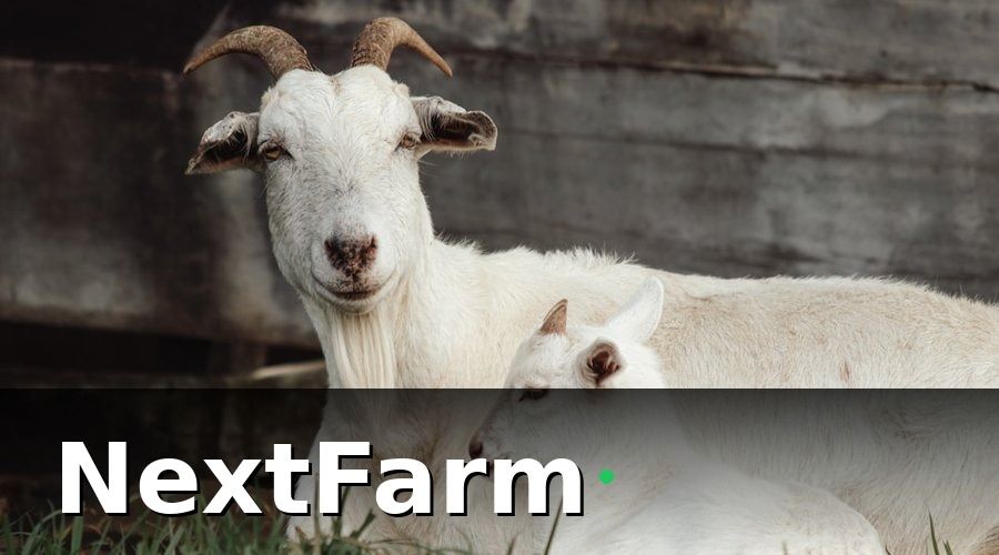 NextFarm — Tại sao báo cáo hiệu quả trang trại dê cừu lại quan trọng?