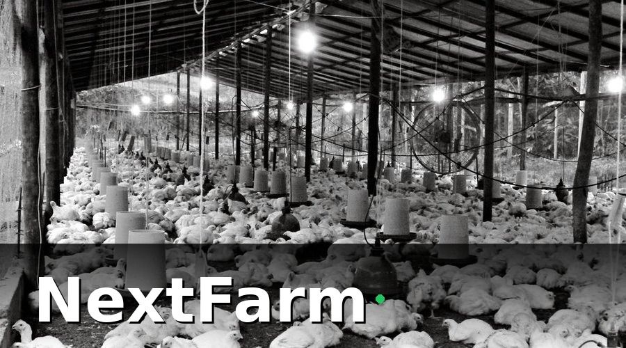 NextFarm — Tại sao báo cáo hiệu quả trang trại gà lại quan trọng?