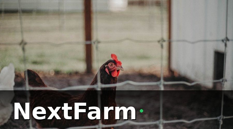 NextFarm — Các chỉ số cốt lõi trong báo cáo hiệu quả trang trại gà