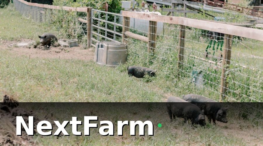 NextFarm — Tại sao báo cáo hiệu quả trang trại heo lại quan trọng?