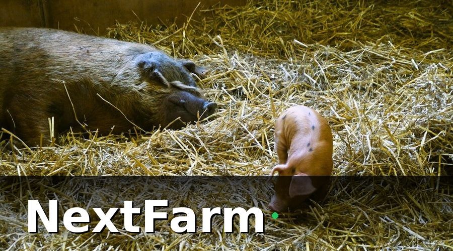NextFarm — Mẫu báo cáo hiệu quả trang trại heo theo lứa