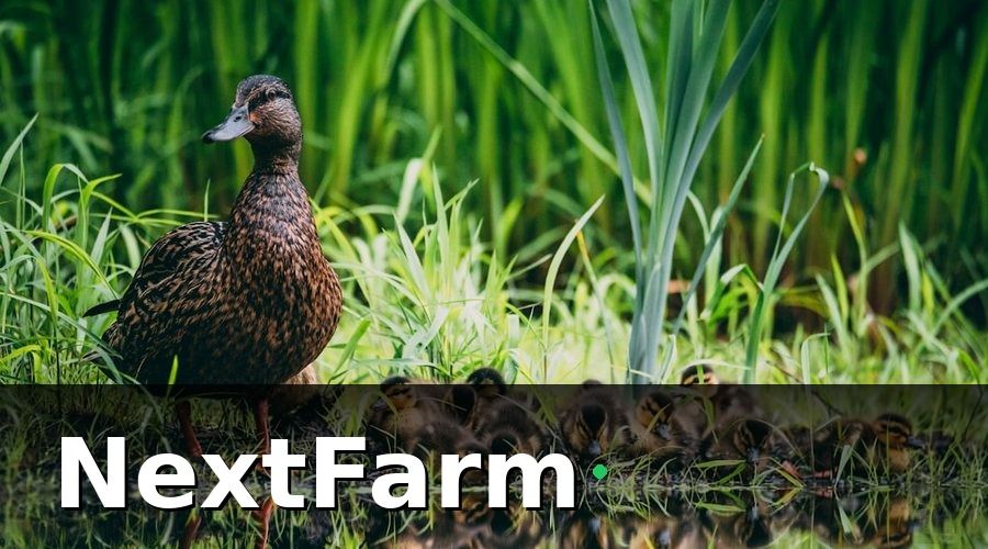 NextFarm — Tại sao cần báo cáo hiệu quả cho trang trại vịt ngan?
