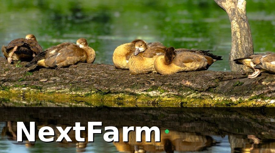 NextFarm — Các chỉ số cốt lõi trong báo cáo hiệu quả trang trại vịt ngan