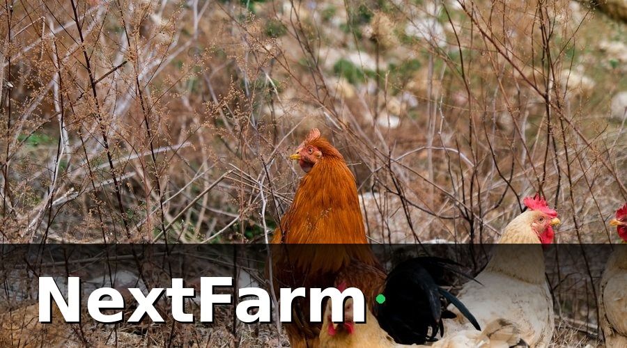 NextFarm — Mẫu báo cáo hiệu quả trang trại vịt ngan theo vụ