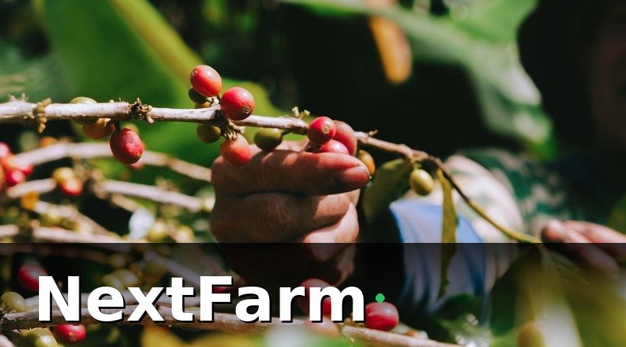NextFarm — Tại sao cần báo cáo hiệu quả vườn cà phê định kỳ?