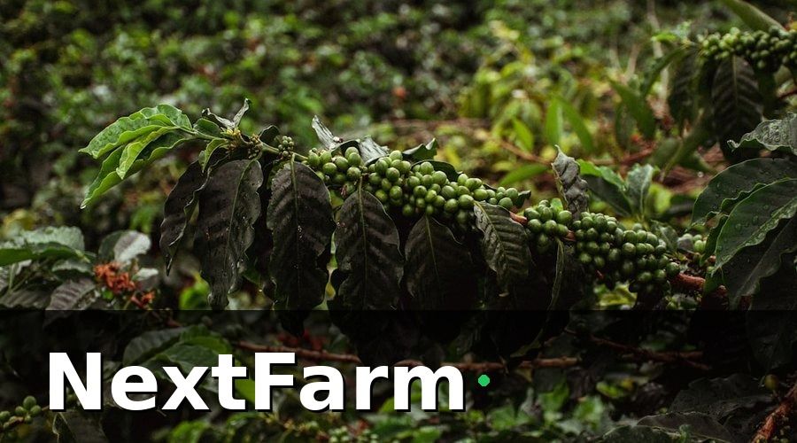 NextFarm — Các chỉ số cốt lõi trong báo cáo hiệu quả vườn cà phê