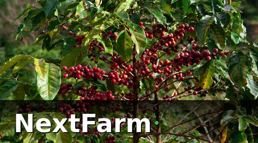 NextFarm — Mẫu báo cáo hiệu quả vườn cà phê theo vụ