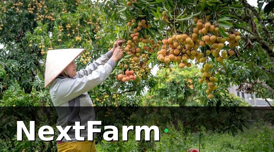 NextFarm — Tại sao cần báo cáo hiệu quả vườn cây ăn quả?