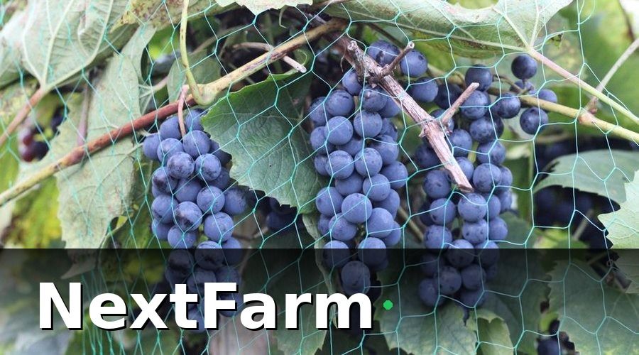 NextFarm — Mẫu báo cáo hiệu quả vườn cây ăn quả theo vụ