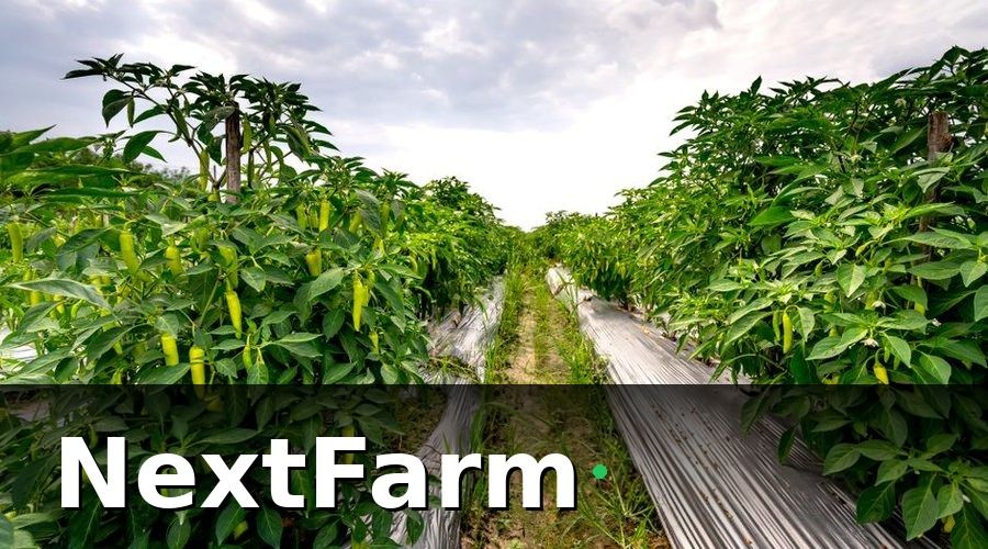 NextFarm — Báo cáo hiệu quả vườn tiêu là gì và tại sao cần thiết?