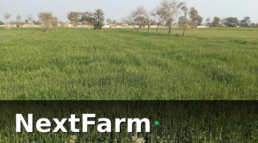NextFarm — Các gói bảo hiểm tự chọn phổ biến