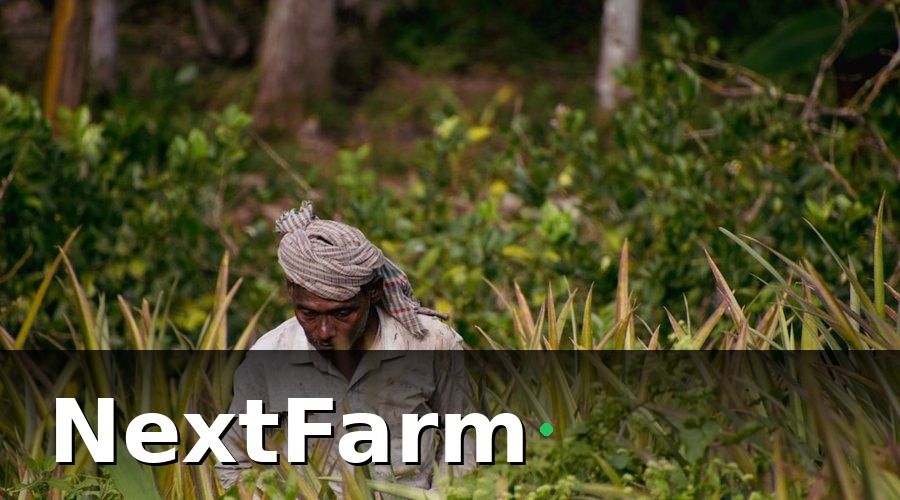 NextFarm — Quy trình mua bảo hiểm lúa nước từ A đến Z