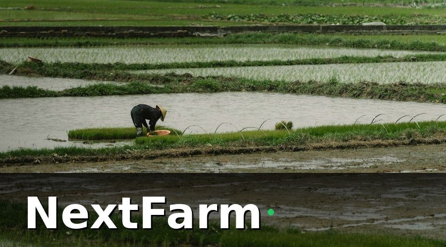 NextFarm — Tại sao nông trại nhỏ và vừa cần bảo hiểm nông nghiệp?