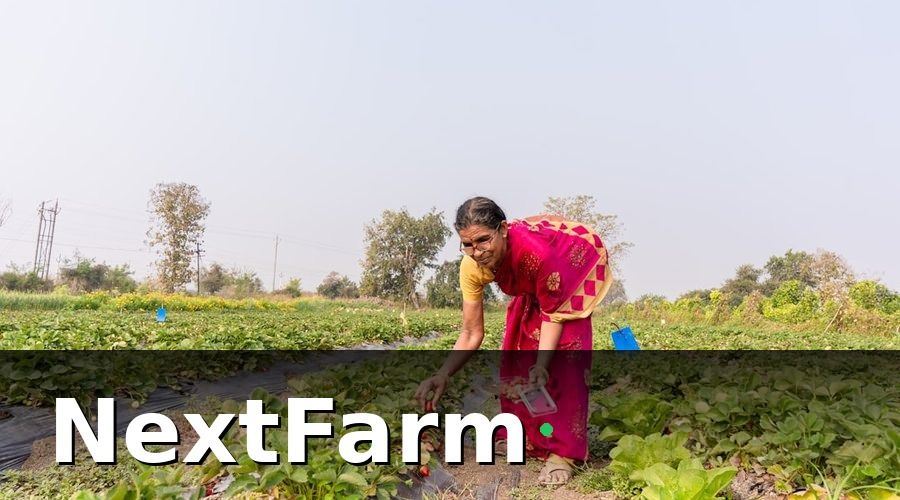 NextFarm — Các loại bảo hiểm tự chọn nên cân nhắc