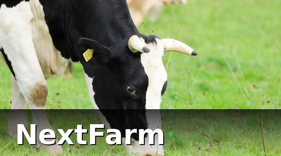 NextFarm — Tổng quan về bảo hiểm nông nghiệp dành cho chăn nuôi bò sữa