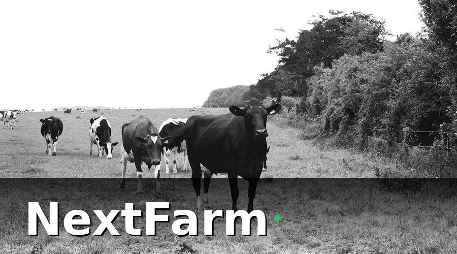 NextFarm — Tại sao trang trại bò thịt cần bảo hiểm nông nghiệp?