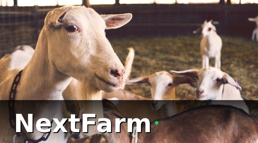 NextFarm — Bảo hiểm nông nghiệp là gì và tại sao trang trại dê cừu cần quan tâm?