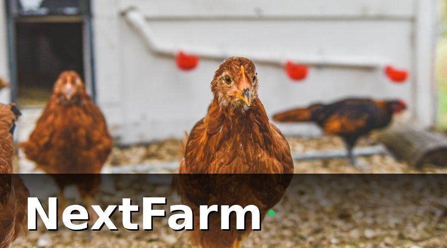 NextFarm — Tại sao trang trại nuôi gà cần bảo hiểm nông nghiệp?